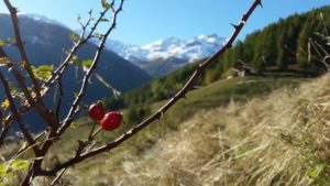 IMG-20170509-WA0026
