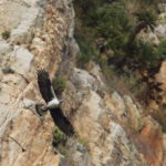 Aquila di Bonelli, un individuo adulto. Lorenzo Sestieri