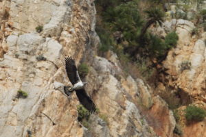 Aquila di Bonelli, un individuo adulto. Lorenzo Sestieri